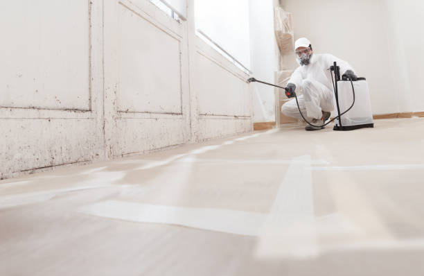 24/7 Emergency Attic Mold Remediation experts in Greenville, MI