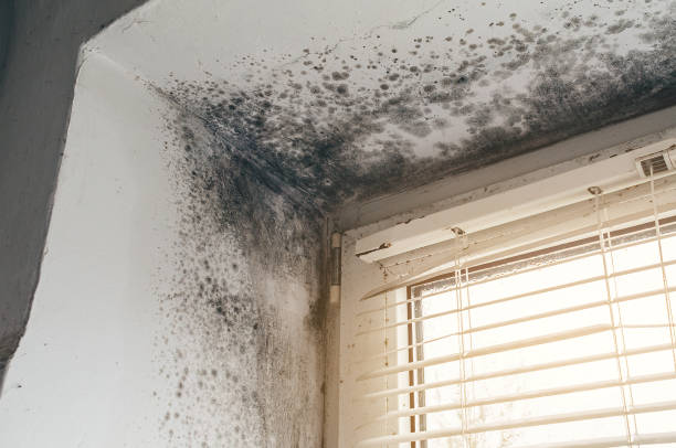 Affordable Attic Mold Remediation solutions in Greenville, MI