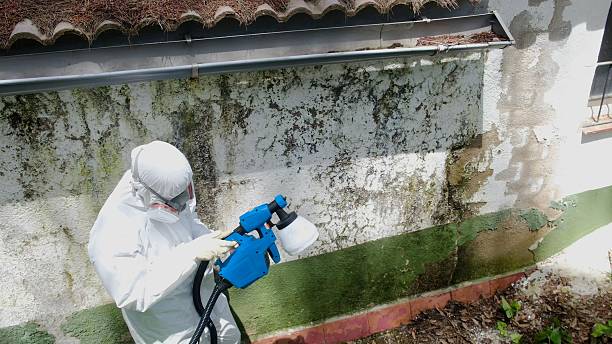 Top rated local Attic Mold Remediation specialists in Greenville, MI